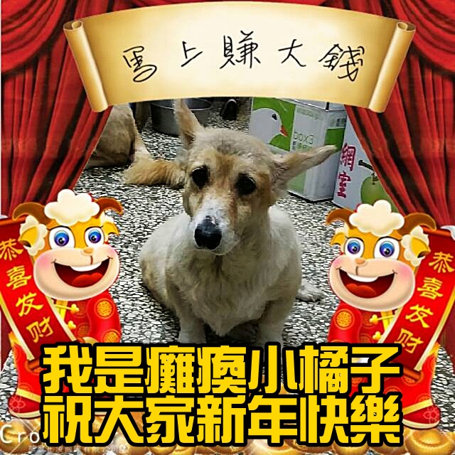 【新年公告】迎接2015年~社團法人高雄市關懷流浪動物協會敬賀大家新年快樂萬事如意! 感謝各界善心人士的一路相伴,終於又來到了送舊迎新的時刻! 團員美滿的除夕夜悄悄到來,協會的毛孩子雖然不是每個小乖乖都能得到善心人士的紅包祝福,但加菜是一定要的啦! 除夕這一天大家一定要吃得不一樣! 怎麼不一樣呢? 啊就肉肉多一點咩!!! 年末這兩天大家真的也累壞了! 來自各界善心人士的愛心物資不斷湧入,讓志工們整理到手軟了呢! 不過,這份累人的愛心卻讓大家非常感恩~謝謝你們大家,讓協會毛小孩們能夠度過暖暖飽飽的年節~