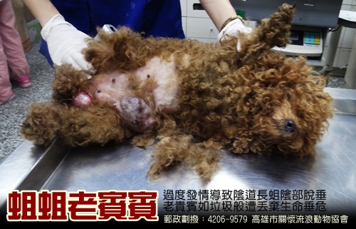 部分看仔细&hellip;并思考著该怎黱处理脱垂的阴道&hellip;没想到却在