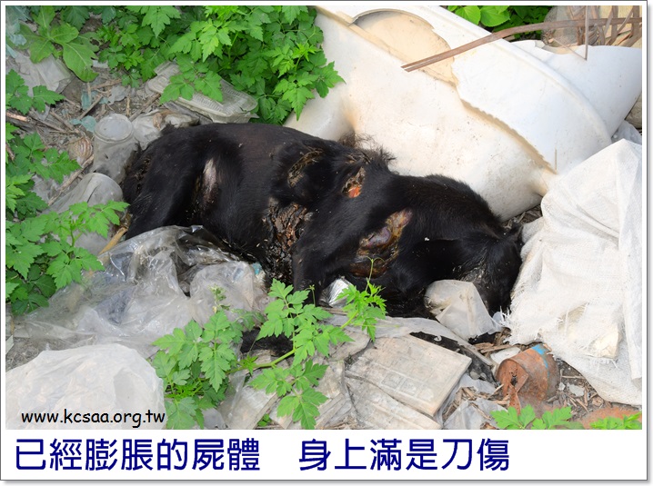 屏东的浪浪请注意!砍狗人横行ing