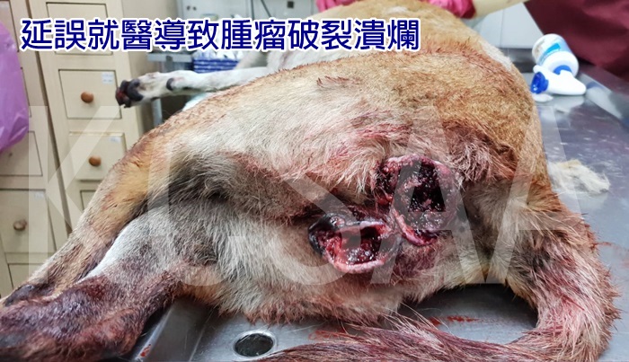 放手了…协会不能也放弃了它……   这是一只感染严重菜花肿瘤的母犬