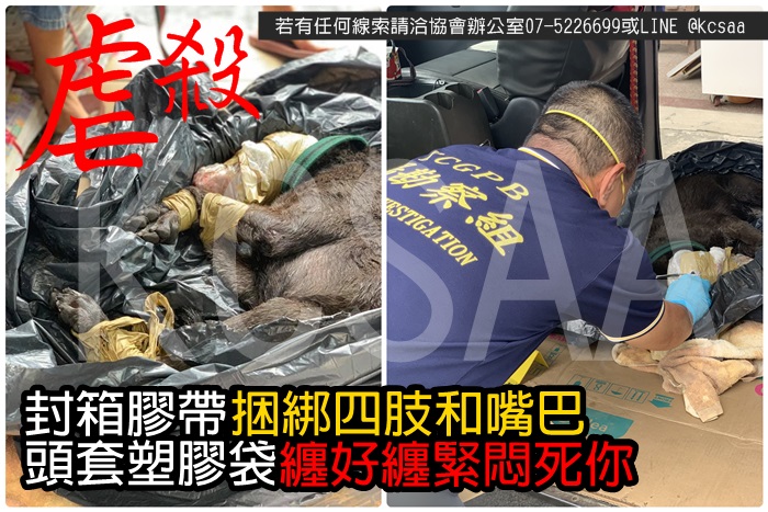 封箱胶带捆绑四肢和嘴巴头套塑胶袋缠好缠紧闷死你